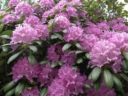 rhododendron ornamental shrub blossom