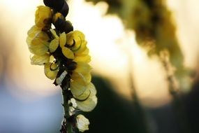 senna flowers close up