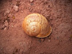 Spiral snail on the ground in the forest