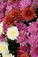 closeup photo of colorful chrysanthemums in a flower shop