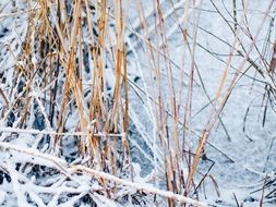 dry frozen cane in the lake