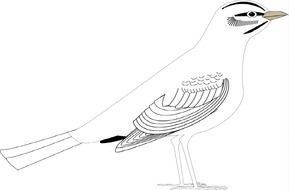 Drawing of the bird clipart