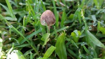 wonderful mushroom