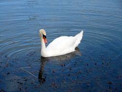 white swan swims on the lake