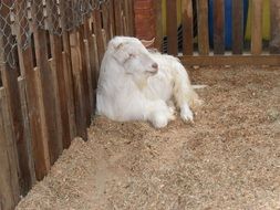 white goat in a farm