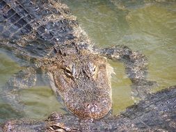 big alligator in water