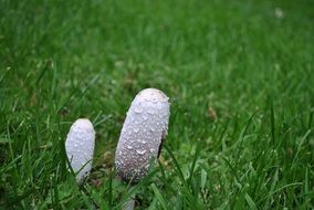 white long mushroom in the grass