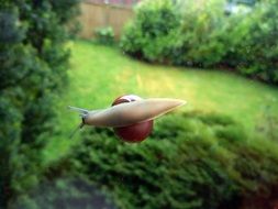 snail on a green bush