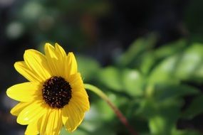 flower yellow incomparable