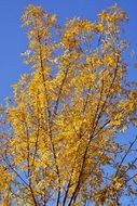 Autumn tree yellow and sky