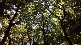 trees in the dense forest