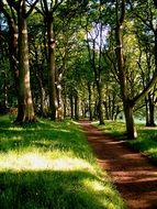 landscape of trees and path in a park