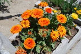 marigold bush in the garden