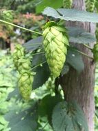 hops green