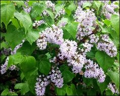 Close-up of bush of the light lilac
