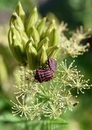 harlequin beetle on a green plant