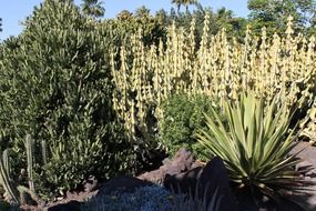 green cactuses in Africa