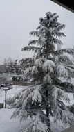 snow on a Christmas tree in December