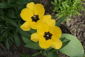 yellow tulip flowers in the sun light