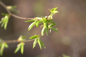 young foliage on a branch in spring