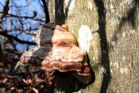 tree fungus on a sunny day