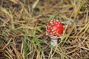 Red mushroom in autumn