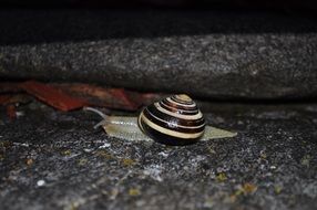 snail in the dark