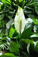 white hand flowers
