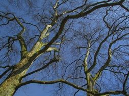 bottom view of gnarled tree branches against the blue sky