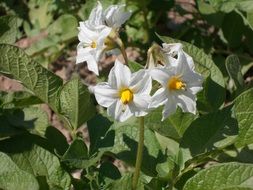 huerta orchard flower