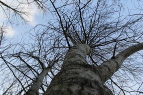 birch trunk