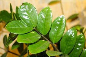 spring zamioculcas