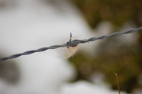 piece of red fur on barbed wire close up on a blurred background