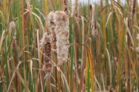 natural pond grass