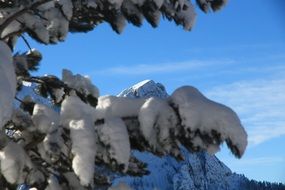 Beautiful trees in snow on the mountain of Dolomites in Fassa, Italy