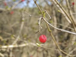 Red berry on the bush