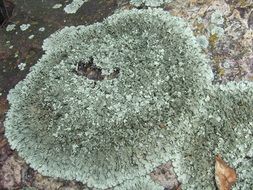 green lichen on stone close up