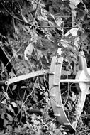 old wheel in thickets