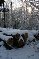 winter in the forest