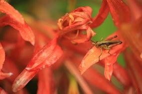 grasshopper on a big red flower