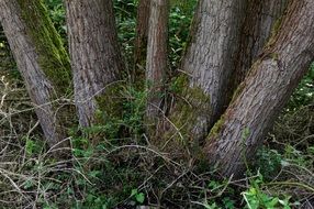A lot of the trees in the green forest