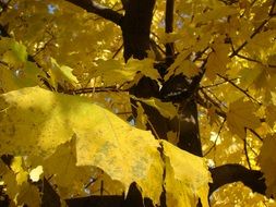 Yellow colored maple leaves on tree at autumn
