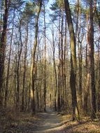 trail in the spring forest