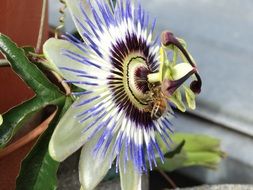 passion flower amazing structure