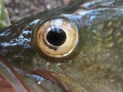 fish eye close up