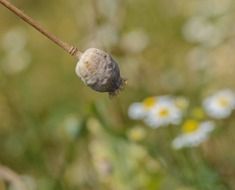 Seed head of the poppy