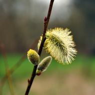 branch of Willow in bloom in spring