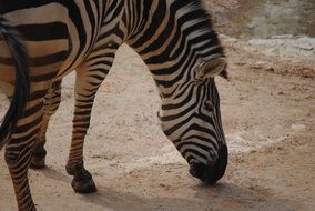 zebra black and white eating