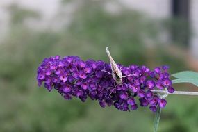 butterfly on elongated purple flower in nature