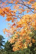 Yellow and green trees in autumn